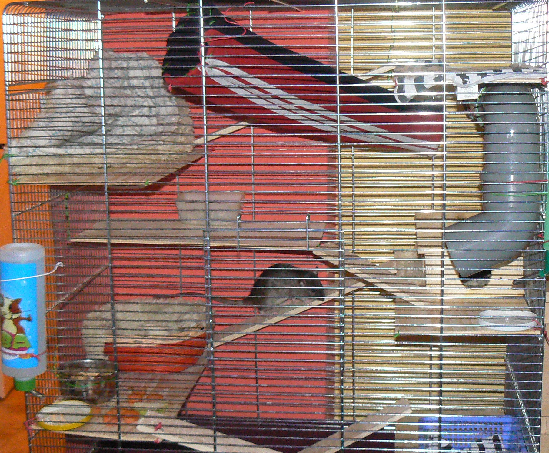 P1070286.JPG