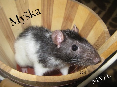 Myška of navel.jpg